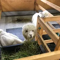 八ヶ岳アルパカ牧場の写真・動画_image_363699