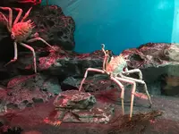 アクアワールド茨城県大洗水族館の写真・動画_image_363793