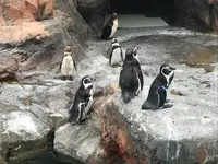アクアワールド茨城県大洗水族館の写真・動画_image_363794