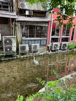 高瀬川の写真・動画_image_364111