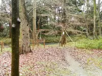 糺ノ森の写真・動画_image_36445