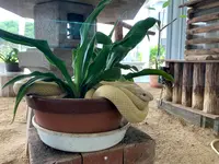 岩国白蛇神社の写真・動画_image_364843