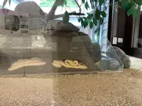 岩国シロヘビの館の写真・動画_image_364975