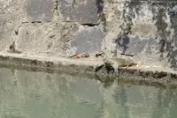 くらしき川舟流しの写真・動画_image_365202