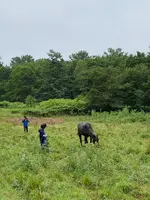 森の馬小屋の写真・動画_image_365309