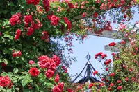 みつけイングリッシュガーデンの写真・動画_image_365514