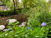 高瀬川の写真・動画_image_365866