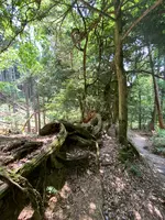 奥の院魔王殿の写真・動画_image_365996