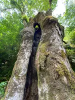貴船神社の写真・動画_image_366005