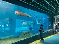 箱根・駒ケ岳ロープウェーの写真・動画_image_366353