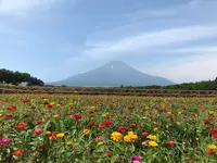 山中湖花の都公園の写真・動画_image_367259