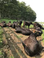 朝日の丘公園の写真・動画_image_367395