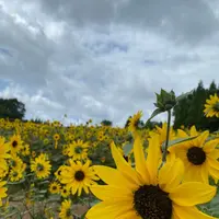世羅高原農場の写真・動画_image_367535