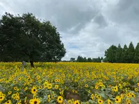 世羅高原農場の写真・動画_image_367538