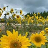 世羅高原農場の写真・動画_image_367545