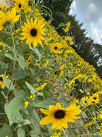 世羅高原農場の写真・動画_image_367549