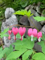 青龍山 吉祥寺の写真・動画_image_367702