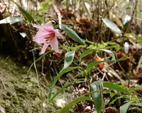 狭井神社の写真・動画_image_368375