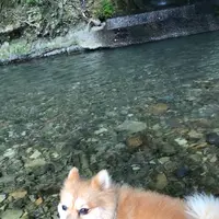 わたらせ橋の写真・動画_image_368899