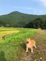 わたらせ橋の写真・動画_image_368900