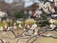 桂離宮の写真・動画_image_371100
