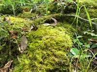 高千穂峡の写真・動画_image_371249