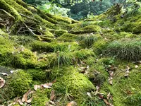高千穂峡の写真・動画_image_371253