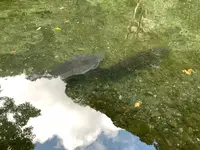高千穂峡の写真・動画_image_371256