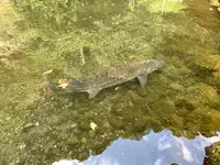 高千穂峡の写真・動画_image_371257