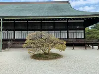 仙洞御所の写真・動画_image_371284