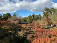 東福寺の写真・動画_image_371353
