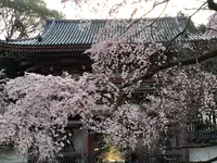 醍醐寺の写真・動画_image_371473