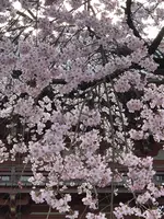 醍醐寺の写真・動画_image_371474