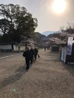 醍醐寺の写真・動画_image_371479