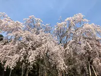 醍醐寺の写真・動画_image_371480