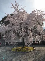 醍醐寺の写真・動画_image_371481