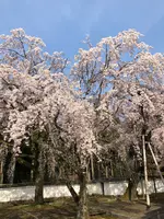 醍醐寺の写真・動画_image_371483