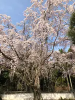 醍醐寺の写真・動画_image_371484