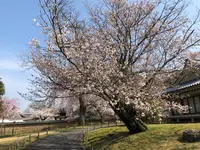 醍醐寺の写真・動画_image_371486