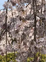 醍醐寺の写真・動画_image_371488