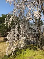 醍醐寺の写真・動画_image_371489