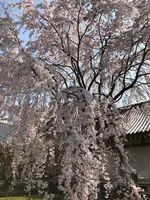 醍醐寺の写真・動画_image_371490