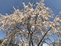 醍醐寺の写真・動画_image_371491