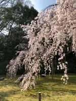 醍醐寺の写真・動画_image_371492