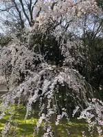 醍醐寺の写真・動画_image_371495