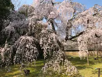 醍醐寺の写真・動画_image_371496