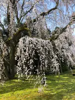 醍醐寺の写真・動画_image_371497
