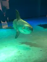 志摩マリンランドの写真・動画_image_371529