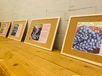 せらワイナリーの写真・動画_image_371753