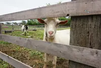 花の駅せらの写真・動画_image_371774